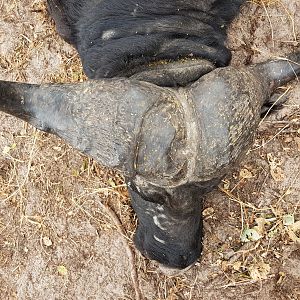 Cape Buffalo Hunting Namibia