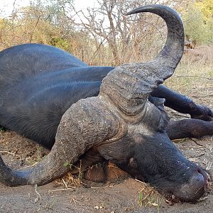 Hunting Buffalo in Namibia