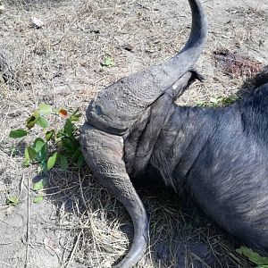 Hunt Buffalo in Namibia