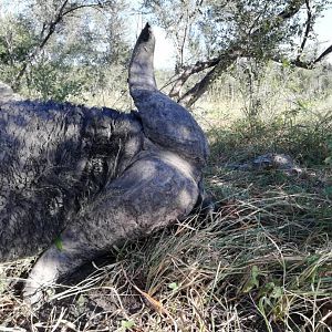 Namibia Hunt Cape Buffalo