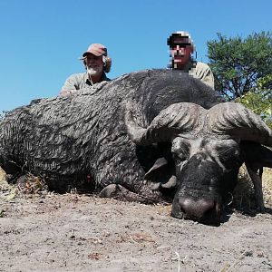 Cape Buffalo Hunt Namibia