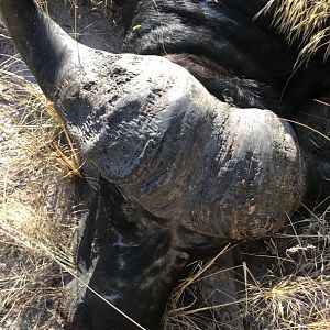 Hunt Buffalo in Namibia