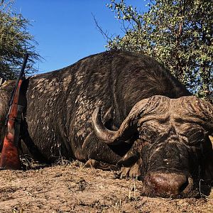 Cape Buffalo Hunting Namibia