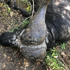 Namibia Hunt Cape Buffalo