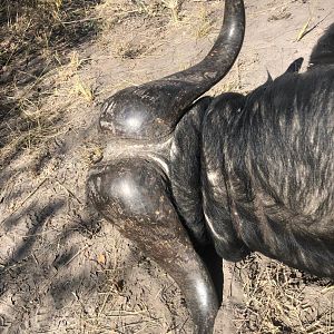 Hunting Buffalo in Namibia