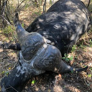 Cape Buffalo Hunt Namibia