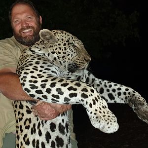 Namibia Hunt Leopard