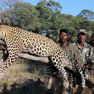 Leopard Hunt Namibia