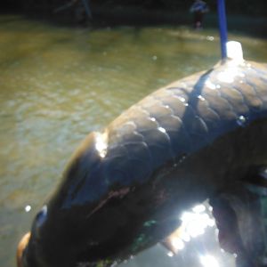 Carp Bow Fishing