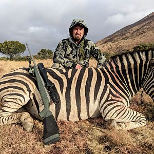 South Africa Hunting Burchell's Plain Zebra