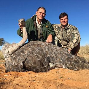 South Africa Hunting Female Ostrich