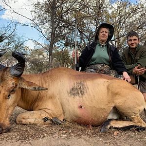 Hunt Lichtenstein's Hartebeest in South Africa