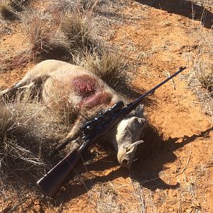 Namibia Hunt Warthog