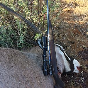 Gemsbok Hunt Namibia