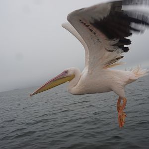 Pelican Swakopmund Namibia