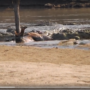 Crocodile Hunt Zambia