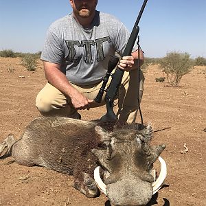 Warthog Hunt Namibia