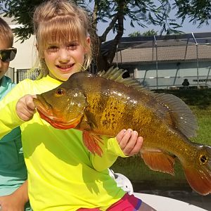 Florida USA Fishing Peacocks