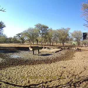 Trail Cam Pictures of Warthog in South Africa