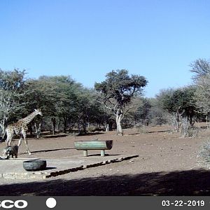 Giraffe & Warthog Trail Cam Pictures South Africa