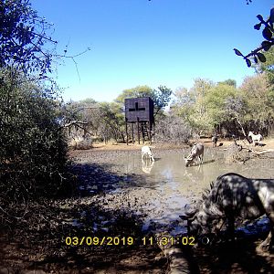 South Africa Trail Cam Pictures Blue Wildebeest & Kudu