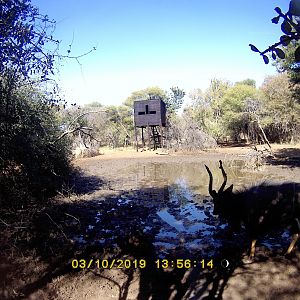 Trail Cam Pictures of Nyala in South Africa