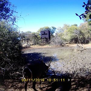 Waterbuck Trail Cam Pictures South Africa