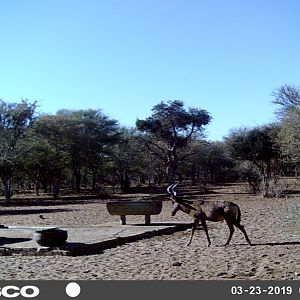 South Africa Trail Cam Pictures Red Hartebeest