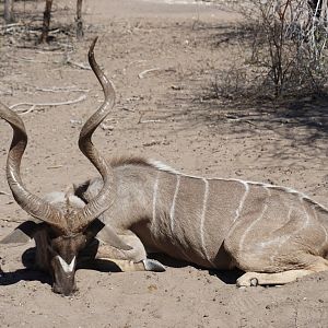 Kudu Hunting Namibia