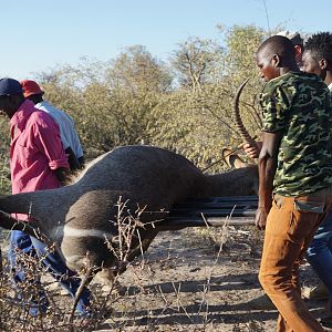 Waterbuck Hunt Namibia