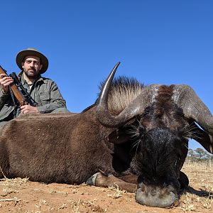 Black Wildebeest