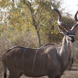 Kudu Namibia