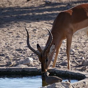 Impala Namibia