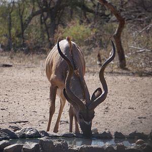 Kudu Namibia