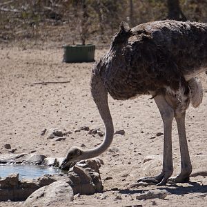 Female Ostrich Namibia