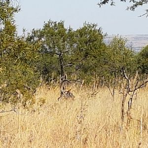 Sable Antelope South Africa