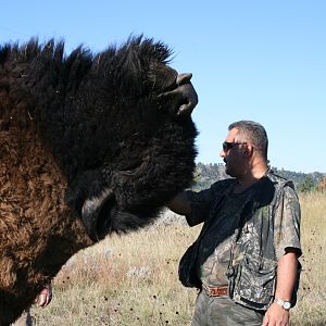 Buffalo head 2008