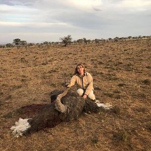 Female Ostrich Hunt South Africa