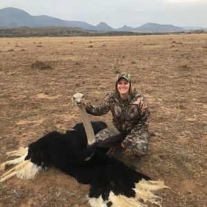 South Africa Hunting Ostrich