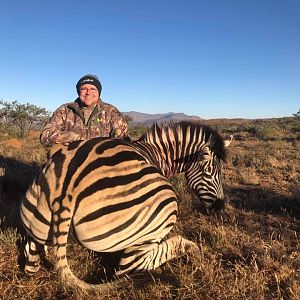 Hunt Burchell's Plain Zebra in South Africa