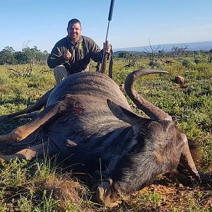 Hunt Blue Wildebeest in South Africa