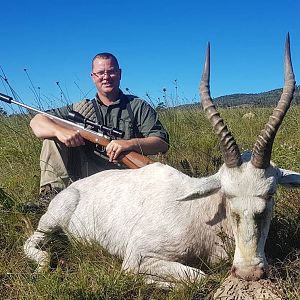 White Blesbok Hunting South Africa