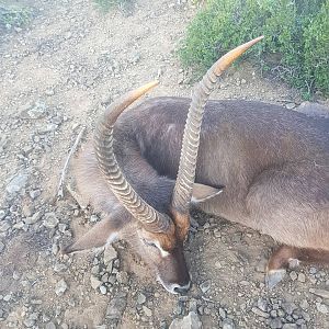 Hunting Waterbuck in South Africa