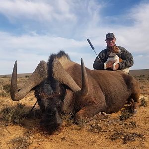 South Africa Hunt Black Wildebeest