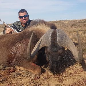 Hunt Black Wildebeest in South Africa