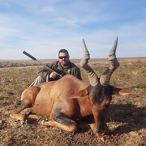 Hunting Red Hartebeest in South Africa