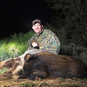 Hunting Bushpig in South Africa