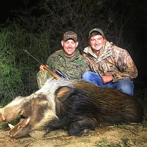 Bushpig Hunt South Africa