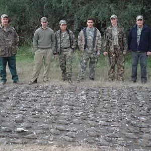 Wingshooting Pigeon in Argentina