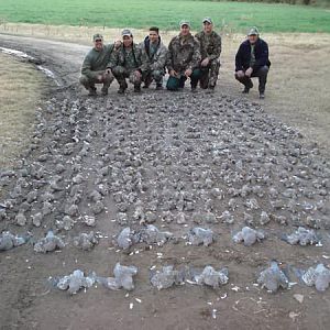 Pigeon Wingshooting Argentina